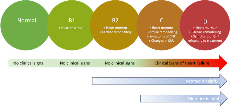 ACVIM Heart Failure Stages